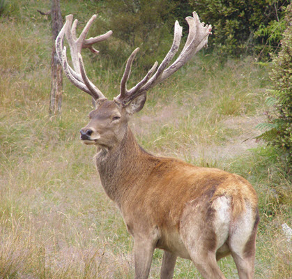 Stag at Waipari